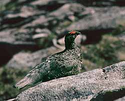 ptarmigan