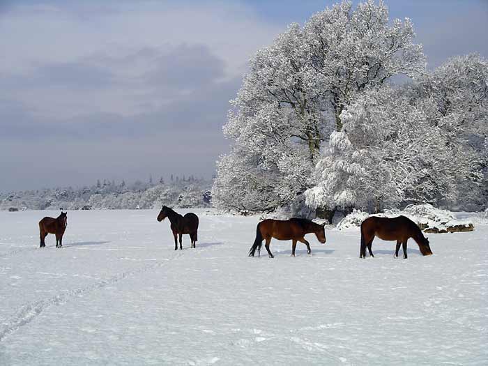 Forest Ponies