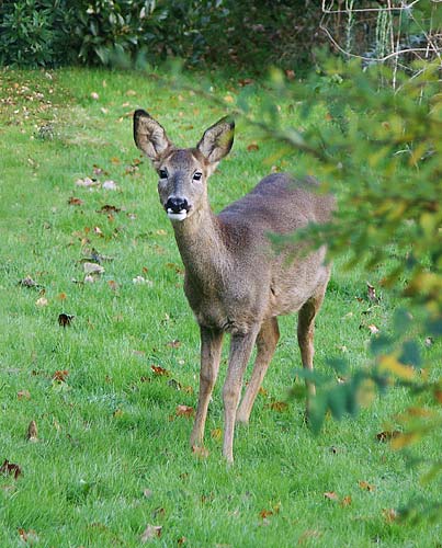 Roe Deer